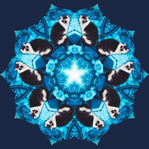 Kaleidoskop aus Katzenfoto