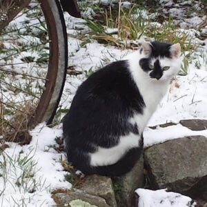 Katzenfoto für personalisierten Schmuck