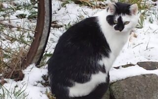 Katzenfoto für personalisierten Schmuck