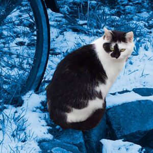 Katzenfoto für personalisierbaren Schmuck Foto für personalisierten Schmuck